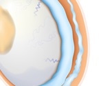 Discussing Testicular Cancer with Your Partner