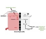 Diabetes drug reduces anxiety-like behaviors in mice