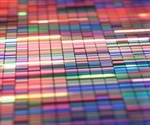 Chromosomal rearrangements drive color evolution in stick insects