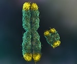 Exploring the link between microbial balance and aging mechanisms