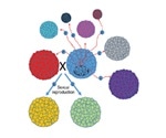 Study looks into evolution of sex and transmissible cancer