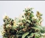 Creating a physical and genetic map of Cannabis sativa