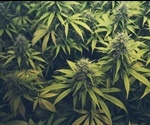 Metabolic engineering of cannabinoids – are we there yet?