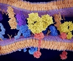PD-L1 inhibition well-tolerated, active in metastatic RCC