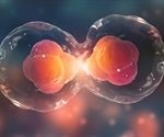 Researchers uncover molecular switch controlling DNA packing in cell division