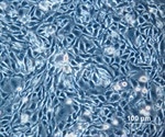 Measuring Single CHO-KI Cells With Free Cytosolic Calcium Concentration