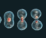 Researchers uncover molecular switch controlling DNA packing in cell division