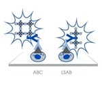 Detect Low-abundance Proteins with Biotinylated Antibodies