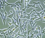 2D and 3D Cell Culture Comparison