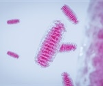 New imaging technique reveals mitochondrial activity inside live animals
