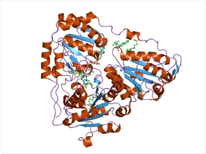 Acetohydroxyacidsynthase catalytic subunit. Acetohydroxyacidsynthase catalytic subunit.