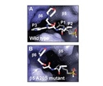 Proteasome inhibitors show potential for combating multidrug-resistant malaria