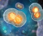 Scientists provide clarity into how cells remember their identity