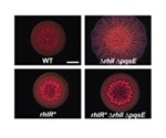 Mutant bacterial receptor could help identify therapeutic compounds that inhibit quorum sensing