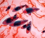 Dangerous brain parasite invades host cell, maintains steady nutrient supply