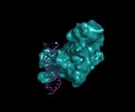 DNA Methylation: Eukaryotes versus Prokaryotes