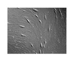 AXT enhances cellular research product portfolio with solutions from StemBioSys