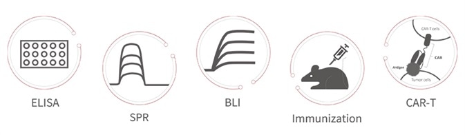 FGL1 Protein Characterization for Cancer Detection