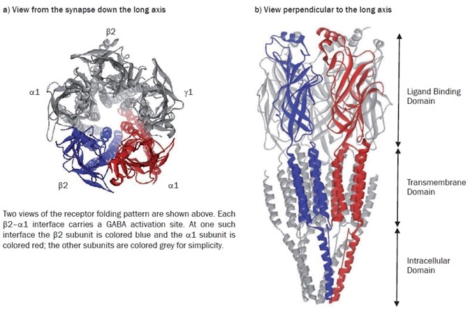 Model of the α1β2γ2 GABAA receptor structure. Model of the α1β2γ2 GABAA receptor structure.