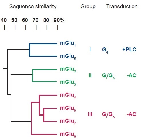 Classification of the Subtypes of mGlu Receptors. Classification of the Subtypes of mGlu Receptors.