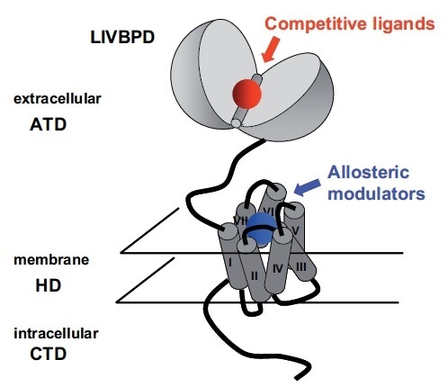 Schematic Representation of an mGlu Receptor: The Two Orthosteric and Allosteric Binding Sites are Indicated. Schematic Representation of an mGlu Receptor: The Two Orthosteric and Allosteric Binding Sites are Indicated.