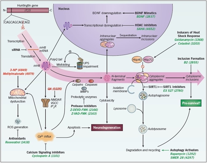 Therapeutic interventions in Huntington’s disease. Therapeutic interventions in Huntington’s disease.
