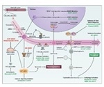An Introduction to Huntington's Disease