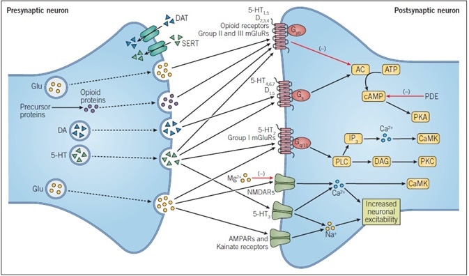 Principles of Neurotransmission. Principles of Neurotransmission.