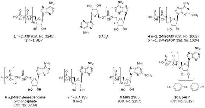 Adenine derivatives that have been useful as antagonists in the study of P2 receptors. Adenine derivatives that have been useful as antagonists in the study of P2 receptors.