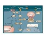 Drug Targets and Neurobiology of Schizophrenia
