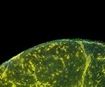 Understanding Fluorochromes for Use in Flow Cytometry