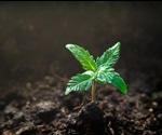 Researchers harness the pain-relieving properties of cannabis to develop new pain killers