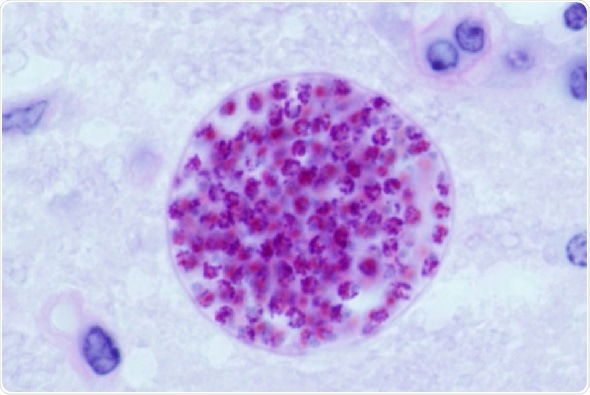 House mouse shapes Toxoplasma gondii populations around the world