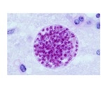 House mouse shapes Toxoplasma gondii populations around the world