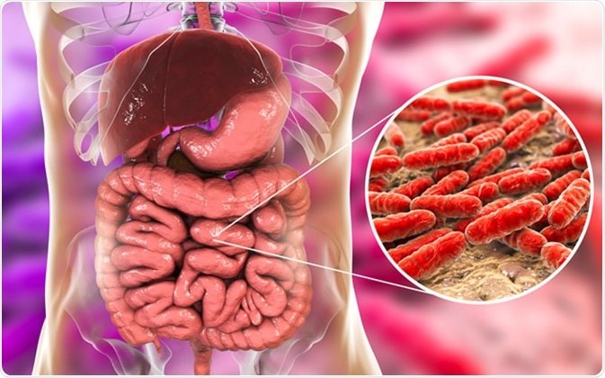 Normal flora of small intestine, bacteria Lactobacillus. 3D illustration Credit: Kateryna Kon / Shutterstock