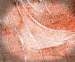 Raman Spectroscopy as a Universal Analytical Technique for Bodily Fluids