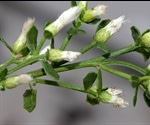 Metabolomic Profiling of an Ancient Herbal Medicine using UHPLC