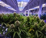 The Immunological Effects of Cannabinoids