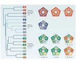 An Introduction to Nicotinic ACh Receptors