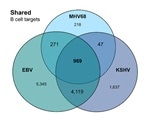 Study sheds light on likely conserved functions of gammaherpesvirus microRNAs