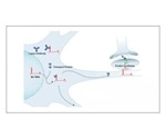 Antibody target implicated in neuropsychiatric symptoms of lupus discovered