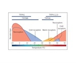 Ion Channels Involved in Pain