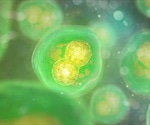 Researchers reverse stem cell aging process