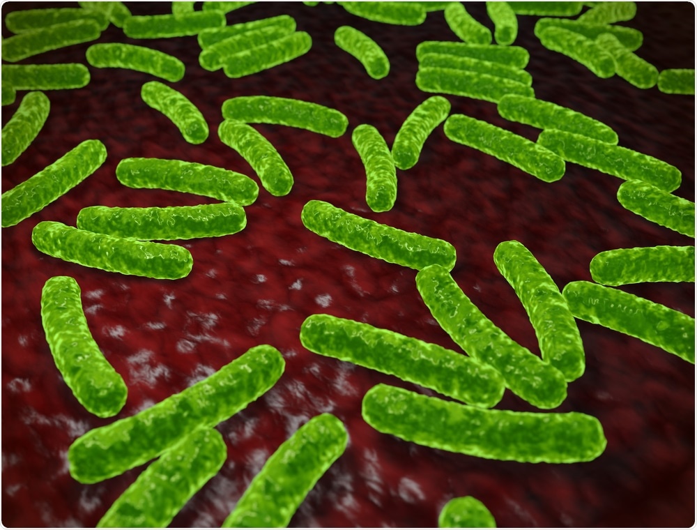 Bacteria