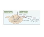 Principles of Pain and Nociception