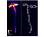 Study shows how plants coordinate their internal circadian clocks