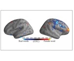 Study uses machine learning algorithms to classify word type based on brain activity