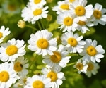 New leukemia treatment developed from common wild flower