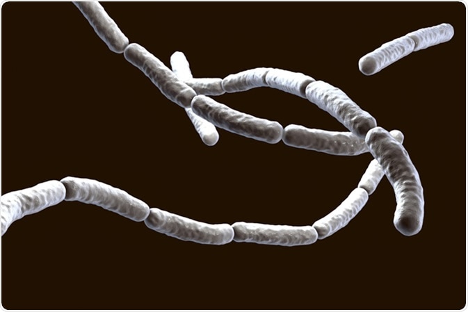 Bacillus subtilis, gram-positive bacteria, non-pathogenic for humans, used as fungicides on plants and in biotechnology for antibiotic production. 3D illustration Credit: Kateryna Kon / Shutterstock