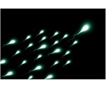 Simple technique to choose the sex of offspring by separating X and Y sperm